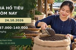 Gi&aacute; hồ ti&ecirc;u h&ocirc;m nay 24.10.2026: Theo d&otilde;i lực mua sau nhịp tăng