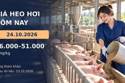 Gi&aacute; heo hơi h&ocirc;m nay 24.10.2026: Theo d&otilde;i cung cầu sau đợt giảm