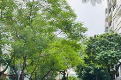 Quản l&yacute; c&acirc;y xanh Thủ đ&ocirc;: Từ chỉnh trang cảnh quan đến th&iacute;ch ứng biến đổi kh&iacute; hậu