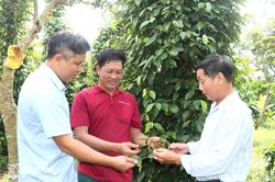 Kinh tế hợp t&aacute;c n&acirc;ng gi&aacute; trị hồ ti&ecirc;u Đăk Ơ