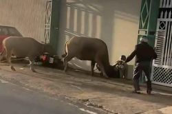 Tr&acirc;u mới mua bất ngờ hung dữ, h&uacute;c 6 người bị thương ở L&acirc;m Đồng