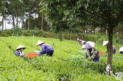 Vùng chè Đại Phúc rộn ràng đón khách