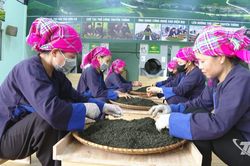 Khi những vùng chè trở thành điểm đến du lịch