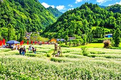 Tuy&ecirc;n Quang: Trồng 400ha hoa tam gi&aacute;c mạch, sẵn s&agrave;ng đ&oacute;n kh&aacute;ch m&ugrave;a lễ hội 2026