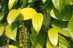 Ng&agrave;y 24/10: Gi&aacute; hồ ti&ecirc;u tăng phi m&atilde;, c&agrave; ph&ecirc; giảm mạnh