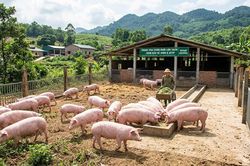Ngành chăn nuôi đối đầu với bài toán hạ giá thành sản xuất để ổn định đầu ra