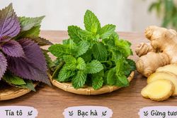 3 cây thuốc nam chữa cảm cúm, giảm đau nhức cơ thể
