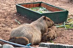 Thảo Cầm Vi&ecirc;n ch&agrave;o đ&oacute;n 3 capybara 'Anh Y&ecirc;u Em'