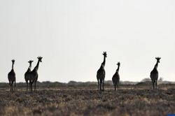 Ch&aacute;y rừng ảnh hưởng đến 16% diện t&iacute;ch Vườn quốc gia Etosha nổi tiếng của Namibia