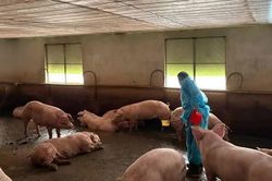 C&ocirc;ng an TPHCM triệt ph&aacute; đường d&acirc;y tuồn 10.000 tấn heo bẩn