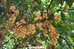 Bội thu đặc sản b&ograve;n bon 'tiến vua'