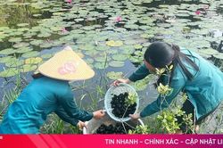 Đức Đồng ph&aacute;t huy lợi thế, ph&aacute;t triển kinh tế từ nu&ocirc;i ốc bươu đen