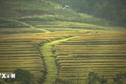 Sắc v&agrave;ng ruộng bậc thang Miền Đồi tại Ph&uacute; Thọ n&iacute;u ch&acirc;n du kh&aacute;ch