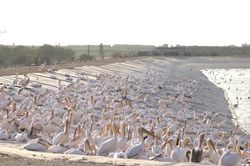 Ngắm đ&agrave;n bồ n&ocirc;ng h&agrave;ng chục ngh&igrave;n con dừng ch&acirc;n ở Israel