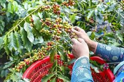 Gi&aacute; c&agrave; ph&ecirc; giảm mạnh xuống dưới mốc 90.000 đồng/kg