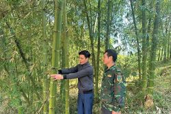 Văn Nho đa dạng sinh kế, tăng thu nhập cho người dân