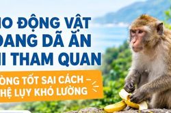 Infographic Cho động vật hoang d&atilde; ăn khi tham quan: L&ograve;ng tốt sai c&aacute;ch, hệ lụy kh&oacute; lường