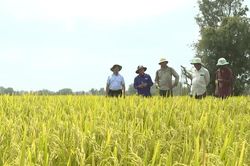 Đảng vi&ecirc;n đi trước, gi&aacute; trị hạt l&uacute;a vươn xa