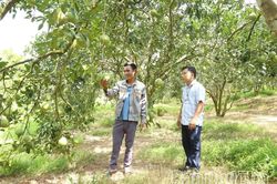 M&ugrave;a quả ngọt tr&ecirc;n đất Bằng Lu&acirc;n