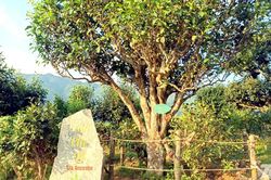 Đất đồi Đồng Phúc tỏa hương chè