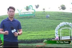 Sẵn s&agrave;ng cho Festival Tr&agrave; Quốc tế - Th&aacute;i Nguy&ecirc;n 2026