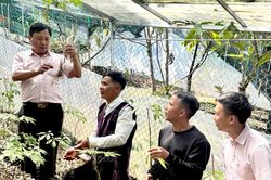 Kh&aacute;t vọng lớn từ c&acirc;y s&acirc;m nhỏ