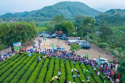 Những vùng chè lan tỏa không khí Festival Trà Quốc tế - Thái Nguyên 2026