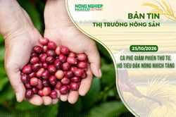 Thị trường n&ocirc;ng sản 25/10/2026: C&agrave; ph&ecirc; giảm phi&ecirc;n thứ tư, hồ ti&ecirc;u Đắk N&ocirc;ng nh&iacute;ch tăng