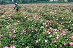 L&acirc;m Đồng ph&aacute;t triển v&ugrave;ng trồng S&acirc;m Việt Nam, hướng đến sản xuất c&ocirc;ng nghệ cao