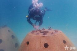 Trồng san hô dưới đáy biển Nha Trang