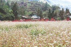 Tam gi&aacute;c mạch nhuộm hồng cao nguy&ecirc;n đ&aacute;