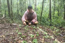 N&acirc;ng cao thu nhập cho người trồng s&acirc;m Ngọc Linh