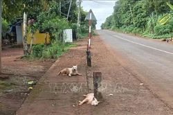 Một người tử vong sau khi bị ch&oacute; hoang cắn