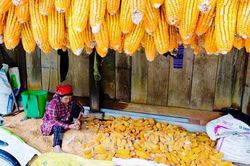 Lâm Đồng: Vốn chương trình mục tiêu năm 2026 mới giải ngân 7,75%