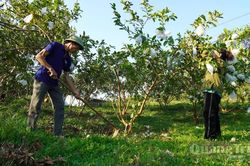 Đẩy mạnh tái cơ cấu nông nghiệp