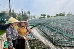 Sinh kế bền vững nhờ t&iacute;n dụng ch&iacute;nh s&aacute;ch
