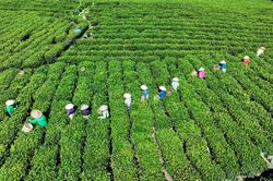 Phát triển vùng chè gắn với du lịch trải nghiệm