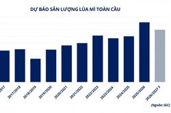 Giá lúa mì lùi về mức thấp nhất trong hơn ba tháng qua