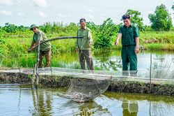 Những mô hình sản xuất hiệu quả ở Khánh An