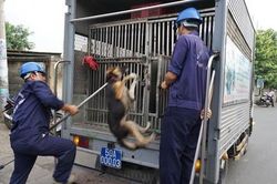 Xử phạt nghiêm hành vi thả rông vật nuôi tại nơi công cộng