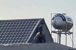 Bắt 2 kẻ cầm kiếm, cố thủ nhiều giờ tr&ecirc;n n&oacute;c nh&agrave; ở Thanh H&oacute;a