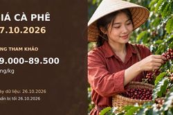 Giá cà phê hôm nay 27.10.2026: Robusta chịu sức ép nguồn cung