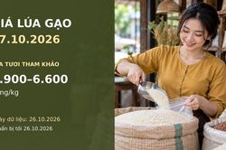 Giá lúa gạo hôm nay 27.10.2026: Gạo thơm xuất khẩu ở mức nào?