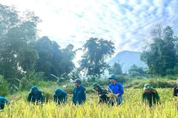 Tuổi trẻ tiếp sức gi&uacute;p d&acirc;n trong m&ugrave;a thu hoạch l&uacute;a