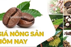 Giá nông sản hôm nay 27/10/2026: Giá cà phê giảm không ngừng, hình thành xu hướng mới? Đắk Lắk khởi động Lễ hội cà phê Buôn Ma Thuột 2027