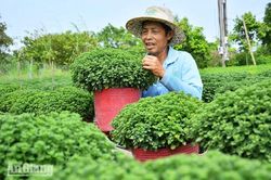Ươm một m&ugrave;a hoa