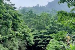 Chung sức giữ rừng Xu&acirc;n Sơn