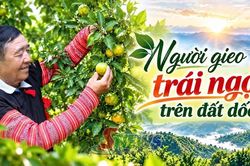 Người gieo trái ngọt trên đất dốc