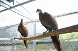 Bạch Mã mở rộng năng lực cứu hộ, bảo tồn động vật hoang dã