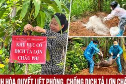 Khánh Hòa quyết liệt phòng, chống dịch tả lợn châu Phi
